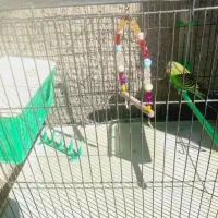 مرغ عشق|پرنده|گوآور, |دیوار