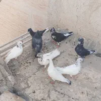 کبوتر