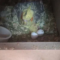 طوطی عروس هلندی جوجه سرلاکی