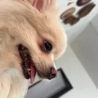 سگ آپارتمانی مینیاتوری|سگ|خرمآباد, |دیوار