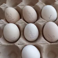 تخم نطفه دار مرغ نژاد گلین ریشو