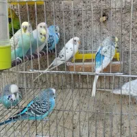 یک جفت مرغ عشق جوان و یک عدد مرغ عسق نر تکی و کلی