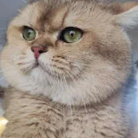 گربه نژاد بیریتیش|گربه|اصفهان, مهدی آباد|دیوار