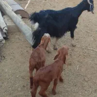 ۴راس بزغاله نر جمی گله گرد ودو بز بزغاله دار|حیوانات مزرعه|رضویه, |دیوار