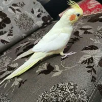 لوتینوماده دستی