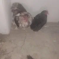 یک عدد خروس ویادنت آمریکایی ،یک عددمرغ امروک وگلین