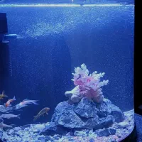 آکواریوم شرکتی تجهیزات ماهی|ماهی|مرودشت, فیروزی|دیوار