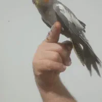 عروس هلندی نر|پرنده|مشهد, توس فردوسی|دیوار