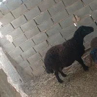 فروش میش چاق