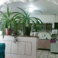 سلام دوعدد گل موزی دارم  برا فروش