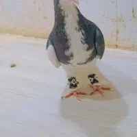 ساده عتیقه