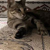 گربه خونگی واگذار میشه|گربه|سبزوار, علمدار|دیوار