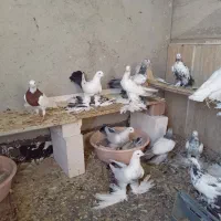 کبوتر توحلی|پرنده|آذرشهر, |دیوار