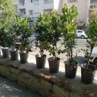 گیاهان باغچه ای با کیفیت فوق العاده|گل و گیاه طبیعی|تهران, شاهین|دیوار