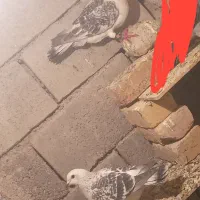 کبوتر