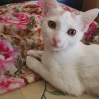 گربه برای واگذااری