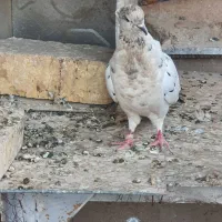 ماده پرشی روزگاری کاکلی