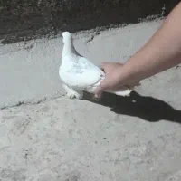 مرغ عشق|پرنده|شاهرود, |دیوار