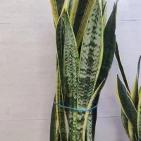 گل بامبو .یوکا .گلدان شیشه ای|گل و گیاه طبیعی|ورامین, ورامین|دیوار