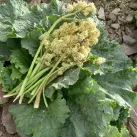 گیاه محلی خوراکی