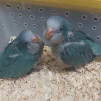 فروش جوجه راهب آبی سرلاکی و دونخور