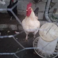 فروش خروس محلی زرنگ|حیوانات مزرعه|لوندویل, |دیوار