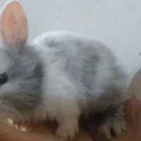 حراج بچه خرگوش لوپ اصیل و بسیار اهلی وباهوش