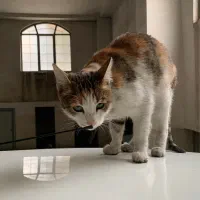 گربه واگذاری