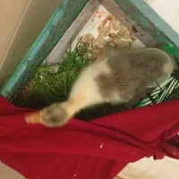 فروش ترو تمیز خیلی خوشگل