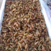 کشمش پیکامی بدون دانه، درشت