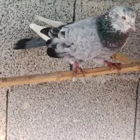 کبوتر پرشی|پرنده|گوراب زرمیخ, |دیوار