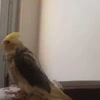 عروس هلندی گمشده