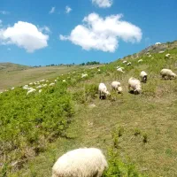 12عدد بز آوستن و12تاهم بزغاله پاییزی همراه دارن