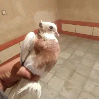 کبوتر طوقی کوار|پرنده|طسوج, |دیوار