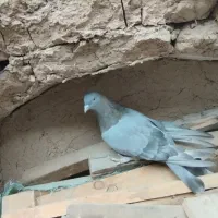 کفتر اصفهانی ماده|پرنده|برخوار, |دیوار