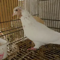 کبوتر کفتر جفت ماهرو کاشان و دوتاماده سوسکی و سفید|پرنده|اصفهان, شیخ اشراق|دیوار