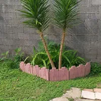 گل یوکا یک گل همیشه سبز