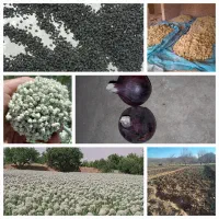 بذرپیاز قرمز ۷پوست اناری