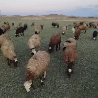 گوسفند یک گله۶۱عددی|حیوانات مزرعه|چنگ الماسی, |دیوار