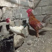 مینی خروس رودان|حیوانات مزرعه|رودان, |دیوار