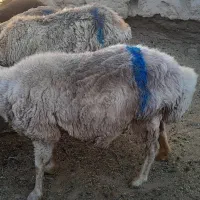 دوتا میش یک بزه دندان سالم