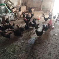 کود یا زل مرغ بومی