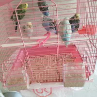 باسلام هفت عدد مرغ عشق