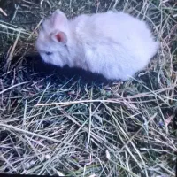 بچه خرگوش لوپ