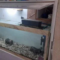 آکواریوم فروشی  ماهی|ماهی|رفسنجان, |دیوار