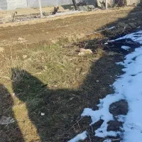 فروش۱۲۵۰متر زمین مسکونی وزراعی نساره