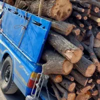 خرید چوب با بالاترین قیمت تسویه سر باسکول|خدمات باغبانی و درختکاری|زنجان, |دیوار