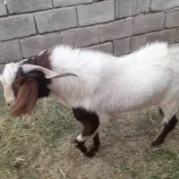 نری|حیوانات مزرعه|نرماشیر, |دیوار