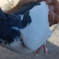 کبوترپلاس|پرنده|قم, شاه احمد قاسم|دیوار