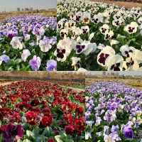 تولید و فروش گل بنفشه/همیشه بهار/ویژه نمایشگاه گل/